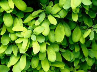 green barberry Bush close up