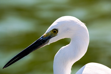 Fototapeta premium little egret (egretta garzetta)