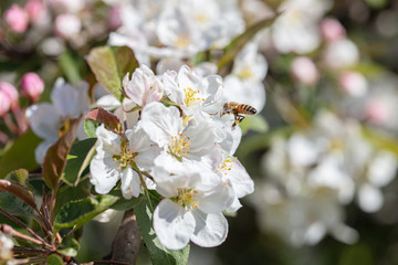 White, apple tree flowers. Close-up