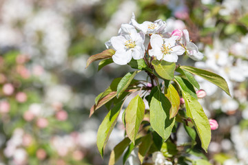 White, apple tree flowers. Close-up