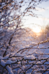 verschneiter Ast bei Sonnenaufgang