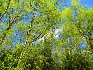 green leaves against blue sky