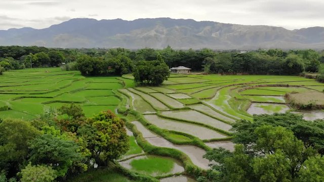 An aerial view of contoured rice and mango fields in Nueva Ecija, Central Luzon, Philippines