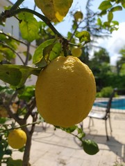 yellow lemon hanging on the tree