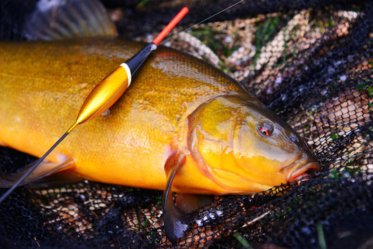 Fish tench lying on a fishing net with a fishing float