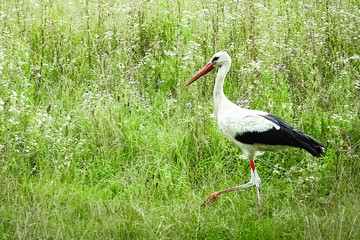 Stork on the nature in the park. A heron bird walks free.