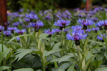 purple flowers in the garden