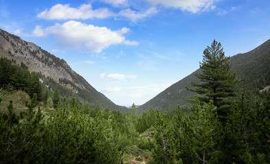 Beautiful spring forest landscape at Pirin mountain in Bulgaria. 