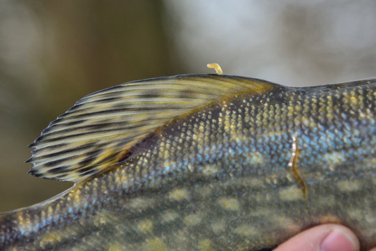 Close-up side of fish (pike) with scales and fins with parasite