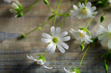 Fototapeta na wymiar white flowers on a wooden background