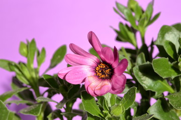 pink cosmos flower