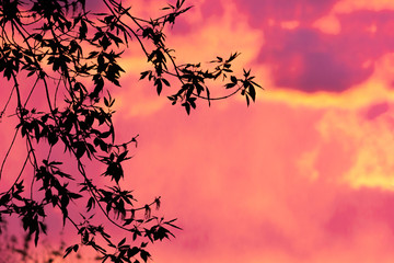 Bright pink sunset background with contrasting silhouettes of leaves.