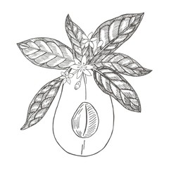 Half avocado with leaves. Botanical illustrations in the engraving style. Collection of hand-drawn flowers and plants. Tropical plant.