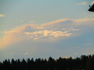 sunset in the forest