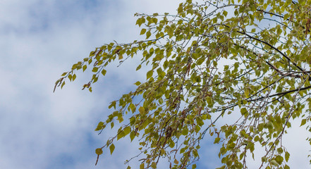 Obraz premium Birch branches against the sky.