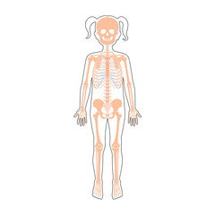 Child girl skeleton anatomy