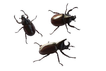 Set of Rhinoceros beetle, Hercules beetle, Unicorn beetle, horn beetle isolated on white background.