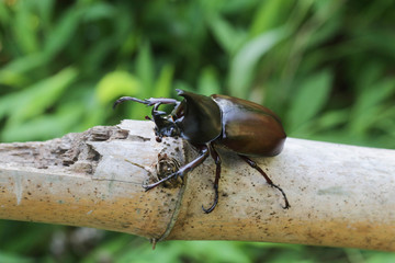 Rhinoceros beetle, Hercules beetle, Unicorn beetle, horn beetle,  on tree.
