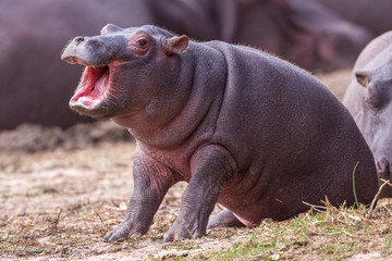 Baby Hippo with mouth open yawning in Kruger Park South Africa