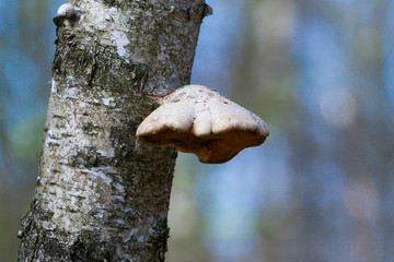 Grzyb © Jarek Rymarz