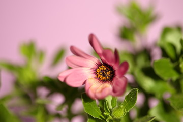 Obraz premium close up of pink daisy