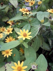 Bunga Matahari Kecil or Yellow Melapodium Flowers, brightly exposed to sunlight