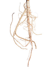 isolated on white parsley light single large root