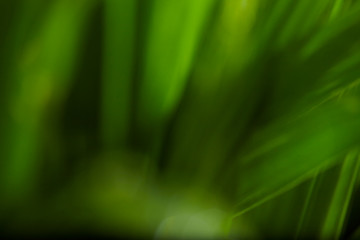 water drops on the green grass