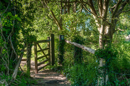 Woodland Path with Gate