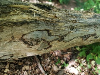 Holz modernd