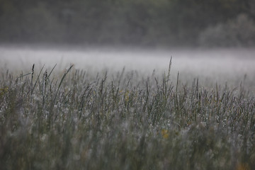 foggy morning in the morning