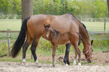 Close-up of a little brown foal,horse standing next to the mother, during the day with a countryside landscape