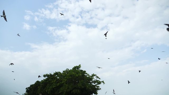 Flying Swallows Barn and red-rumped flying crazy in front of the camera with a blue sky and clouds