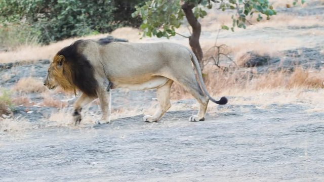 A male Asiatic lion walks majestically up to a tree over the brown grass in Indian Jungle of Gir