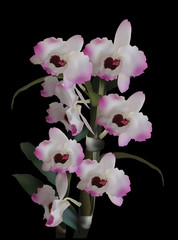 two isolatwd on black branches with light lilac orchid blooms