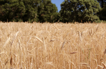 Ripe barley field. Harvest time. Spikes of barley close up view. Natural rural landscape. Selective focus