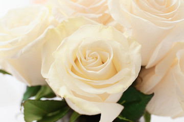 Bouquet of beautiful white roses, closeup