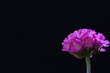 purple armeria flower