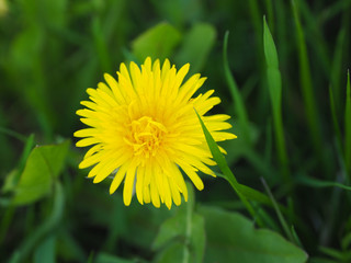 Yellow dandelion flowers (Taraxacum officinale). Dandelions field and green grass on background. Blooming dandelion.
