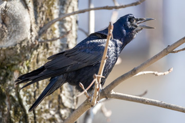 Crow sitting on a springtime branch