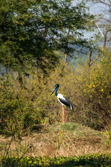 Female Black necked stork in scenic background of keoladeo national park or bharatpur bird sanctuary, india - Ephippiorhynchus asiaticus