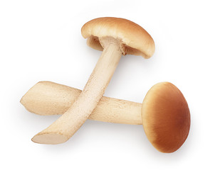 honey fungus mushrooms isolated on white background with clipping path. Top view. Flat lay.