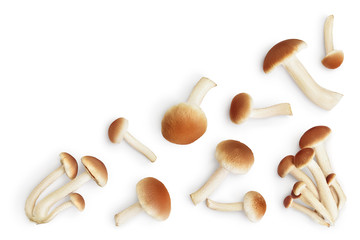 honey fungus mushrooms isolated on white background with clipping path. Top view with copy space for your text. Flat lay.