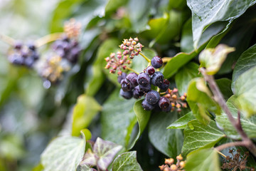 Ivy blossom with berries plant background