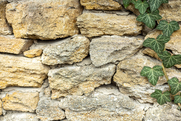 Ivy rock background with copy space.