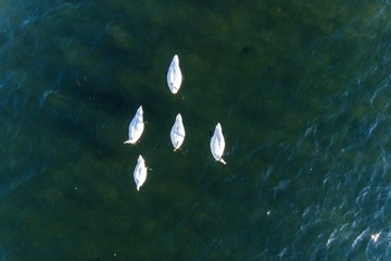 A couple of white swans on the lake aerial drone photo