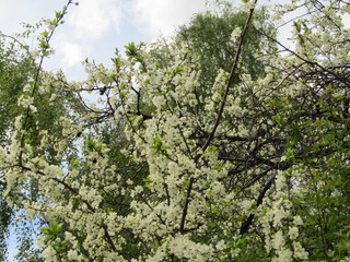 Fototapeta premium cherry tree in spring