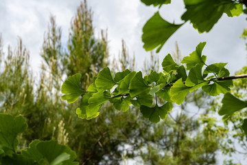 Ginkgo tree (Ginkgo biloba) or ginkgo. Branch with bright green new leaves on ginkgo tree. Blurred background of garden greenery. Selective focus. Close-up. Spring landscaped garden. Place for text.