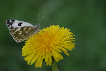 Close-up image of a small white to black dot butterfly sitting on a yellow dandelion flower. Blurry Green Background