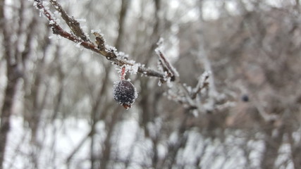 Frozen bird cherry. Ground freeze bird cherry.